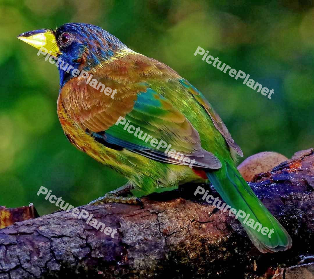 Great barbet bird
